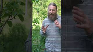 Why Herbalists Value Comfrey as a Demulcent