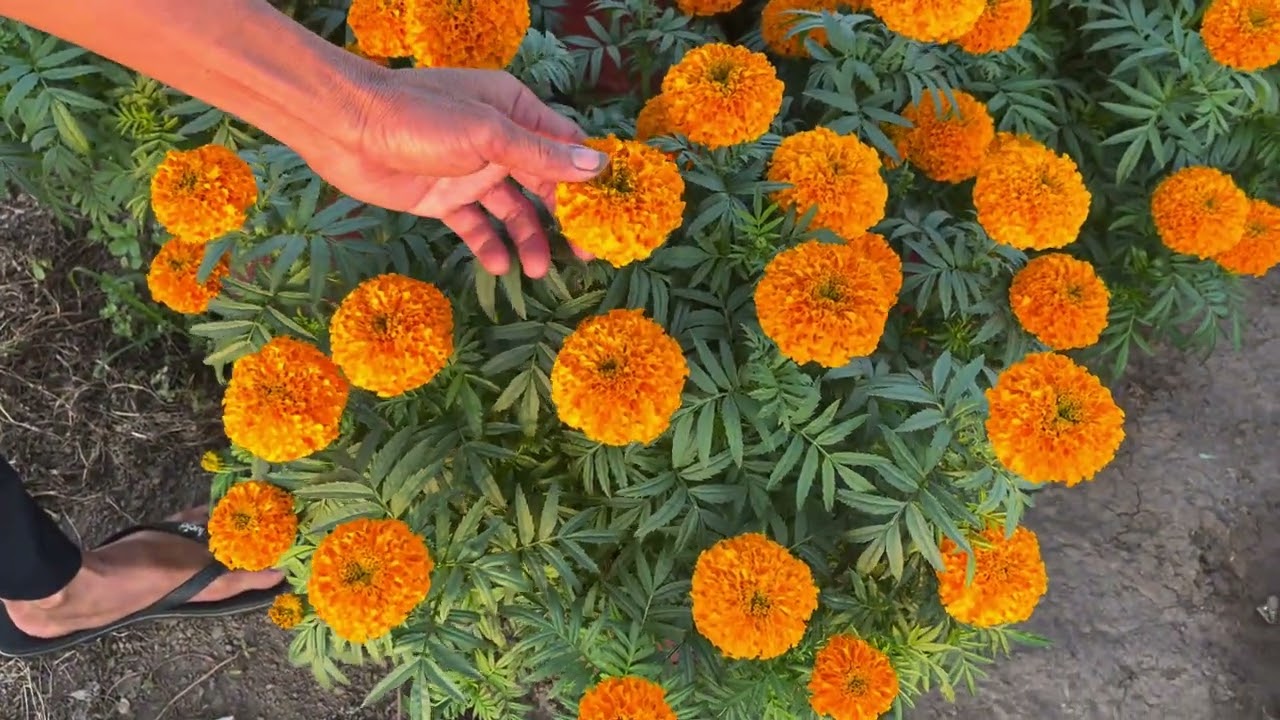 Cách xem Hoa Vạn Thọ, Hoa Ban Mai khi nào sớm, trễ và kịp tết