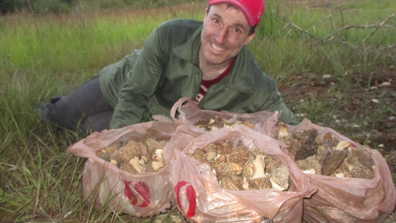 Air Dry to Oven Dried Morels Processing after Morel Hunt Dirty Feet Sooty black legs YouTube