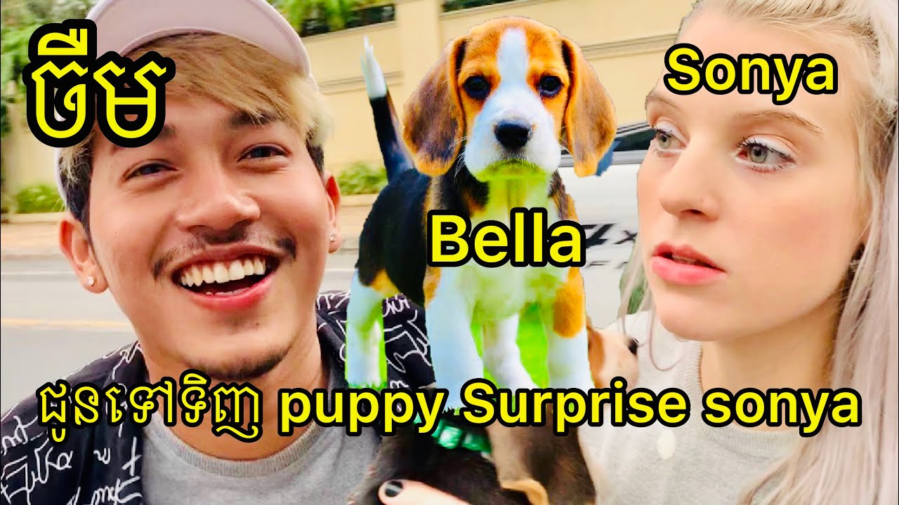 ចឺមជូនទៅទិញឆ្កែ Surprise សន្យា - buy beagle puppy for sonya