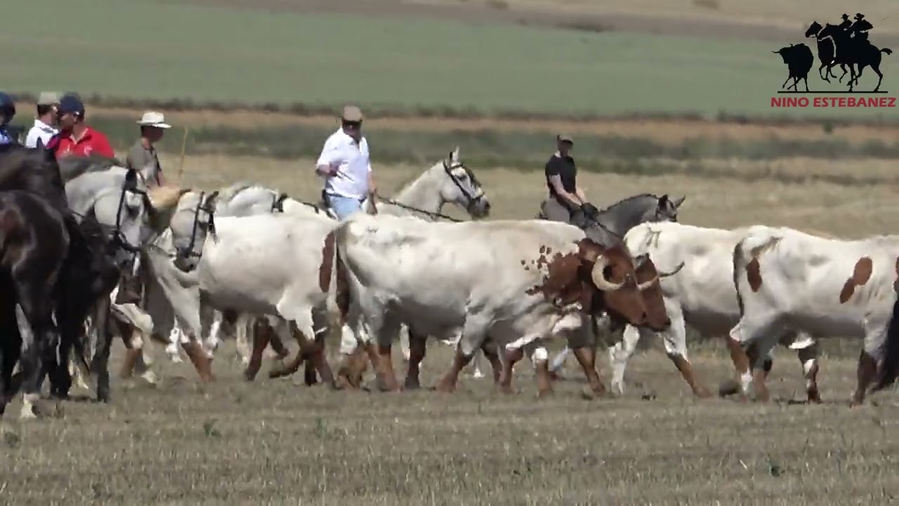 VILLAMAYOR DE CAMPOS:TRASHUMANCIA CON BUEYES 1-7-2023