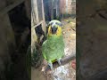 Loro habla #youtube