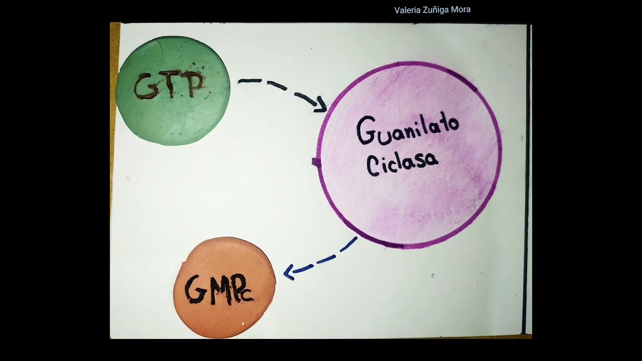 GMPc