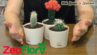 Новые кактусы! Посадка в новый грунт для кактусов и суккулентов ZeoFlora Новые кактусы! Посадка в новый грунт для кактусов и суккулентов ZeoFlora