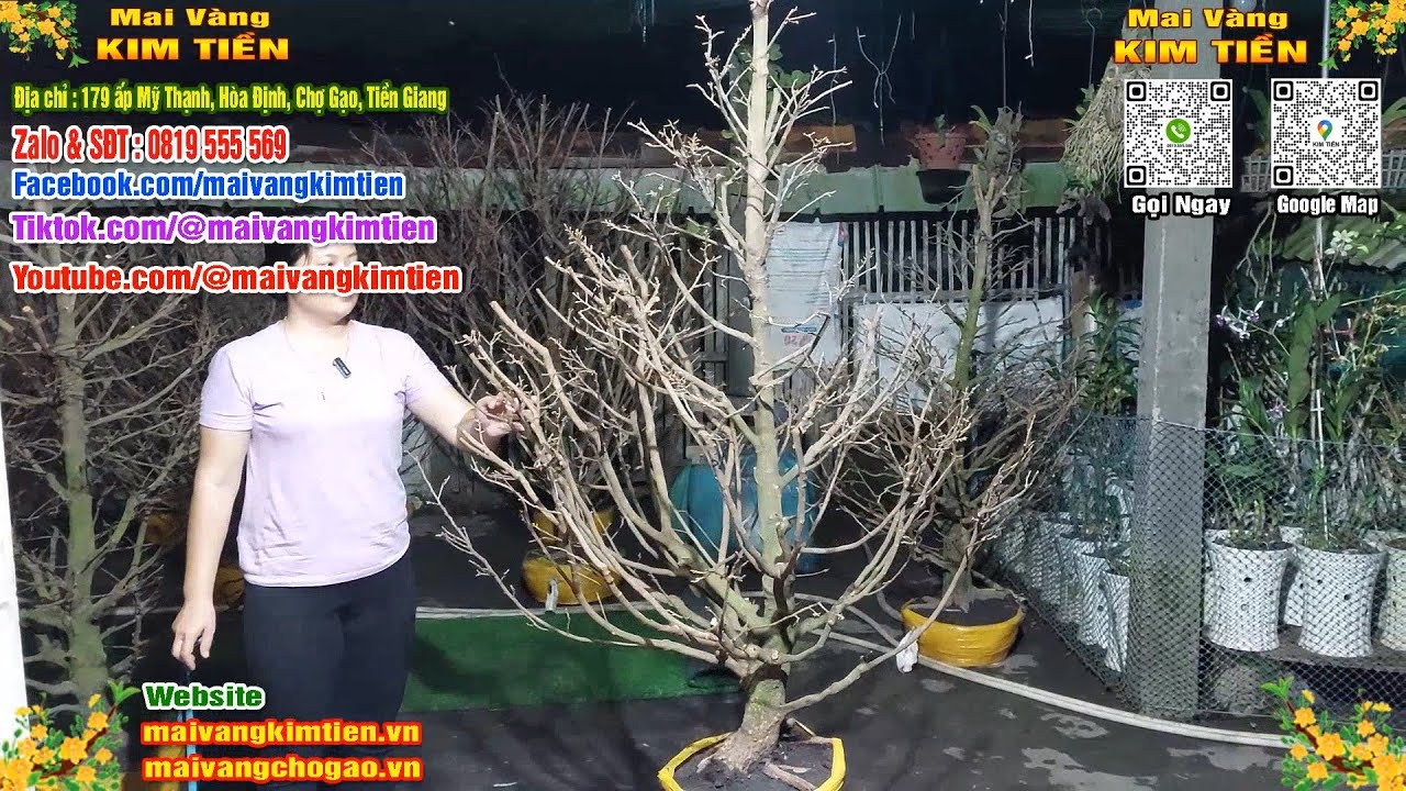 Cây Mai Giảo Thủ Đức Đẹp Tàng Tròn Mai Vàng Kim Tiền Chợ Gạo