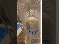 Vicks Sinus Inhaler