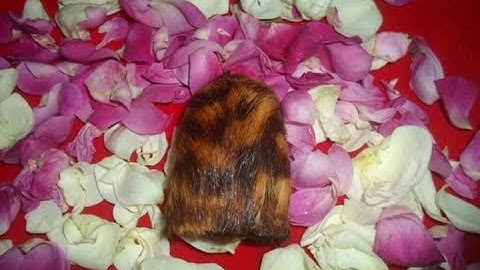 KANTONG MACAN # kegunaan & kasiatnya (2018)