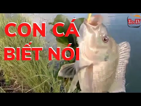Video Tiến tv | Con Cá Biết Nói | Tien Tv | - youtube