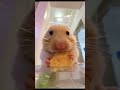 Funny Hamsters Videos #hamster #hamsterwinterwhite #pets #cute