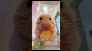 Funny Hamsters Videos #hamster #hamsterwinterwhite #pets #cute