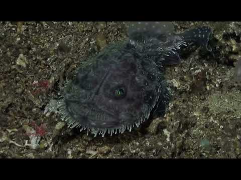 Посмотрите, как «морской дьявол» гуляет по дну океана у Галапагосских островов