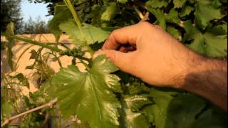 How to Grow Large Flame Seedless Grapes on a Trellis
