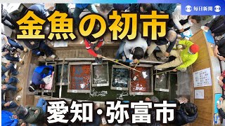 金魚の初市　約25種、23万匹が競り落とされる　愛知・弥富