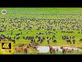 Natures Healing Rhythm: Stunning 4K African Wildlife After the Rain - Safari WildLife Animal