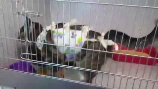 Паулина, 4 года. Контактная и разговорчивая кошка. Стерилизована, привита, здорова, приучена к лотку Паулина, 4 года. Контактная и разговорчивая кошка. Стерилизована, привита, здорова, приучена к лотку