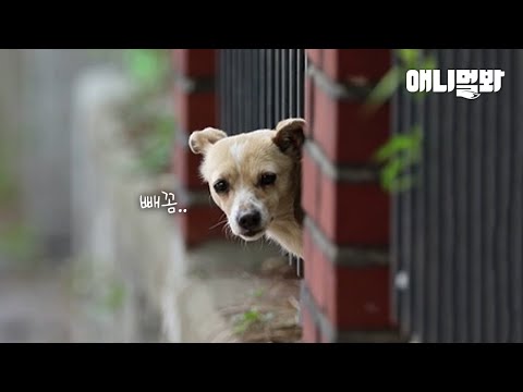 울타리 밖을 나올 수 없는 &amp;#39;빼꼼 강아지&amp;#39; 이야기ㅣStory Of A <strong>Dog</strong> That Can’t <strong>Come</strong> Outside The Fence