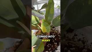 Multiply Your Rojo Congo 🌿⚡ Quick Method