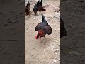 Desi Murgi Farm🐓🐔 #dbfarm #DesiMurgiPalan #PoultryBusiness #DesiChickenFarm #AgricultureBusiness