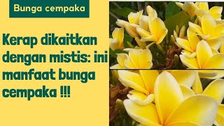 Download lagu associated with mysticism: it turns out that this is often the benefit of the cempaka flower