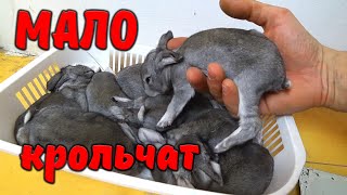 Почему крольчиха родила мало крольчат? / Малоплодные окролы