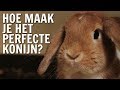 Hoe maak je het perfecte konijn? | De Buitendienst over Konijnen