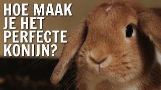 Hoe maak je het perfecte konijn? | De Buitendienst over Konijnen