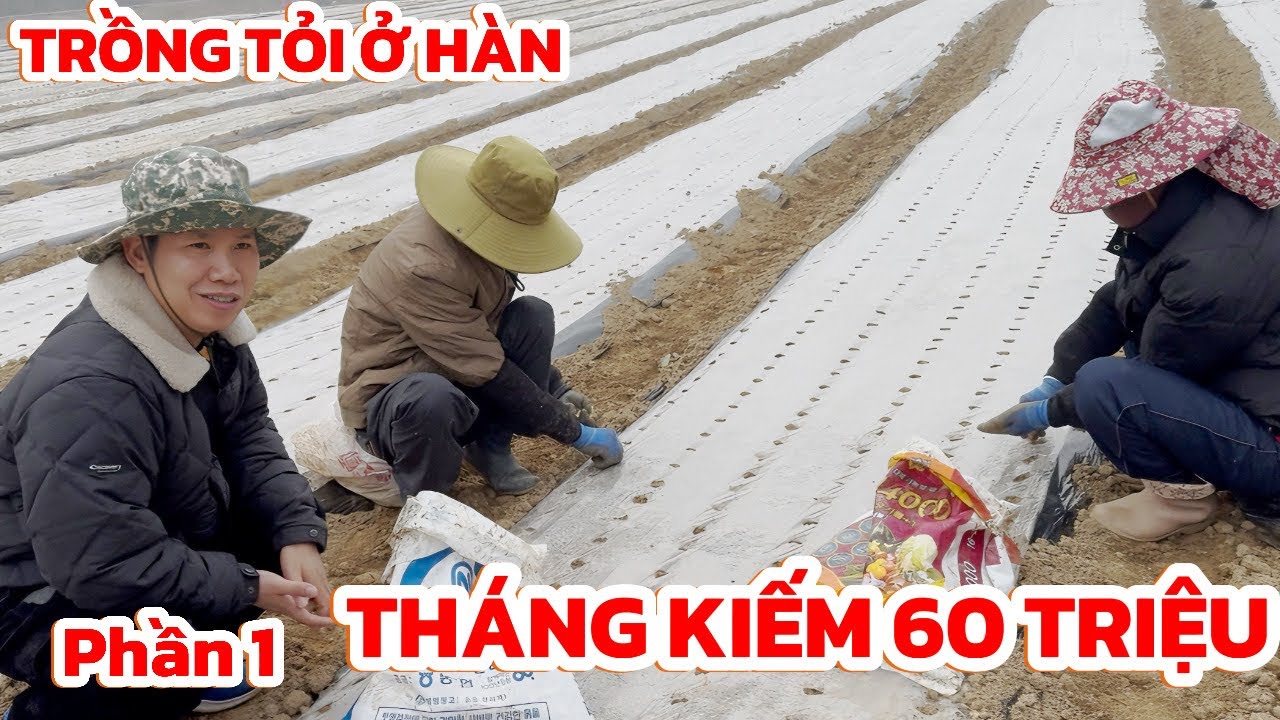 Phần 1 | Một ngày làm nông trồng tỏi ở Hàn Quốc thu nhập hơn 2 triệu có đáng không? | Thi Hàn Quốc 