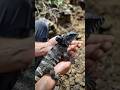 Tegu Lizard POV: Exploring a Hidden Underground Burrow 🦎📹
