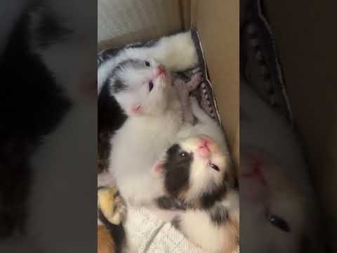 NEW BORN KITTENS 2026