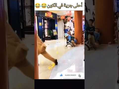 أحلى جرية في الكون  حاول أن لا تضحك تسلية تيك توك