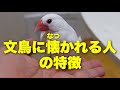 【文鳥になつかれる人の特徴☝️】