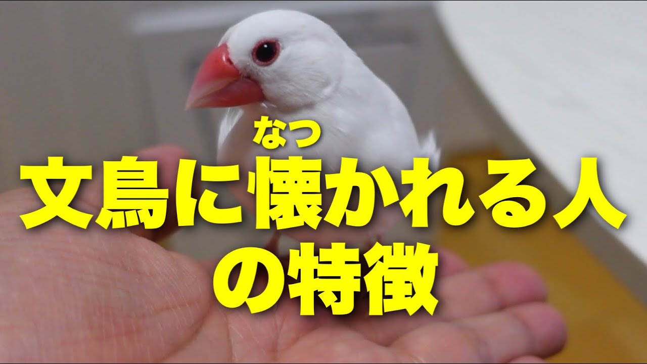 【文鳥になつかれる人の特徴☝️】