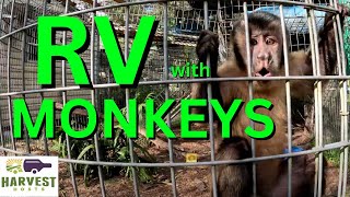 S2 EP. 12 - RV with Monkeys! by 3RVegans 90 views 3 months ago 6 minutes, 22 seconds