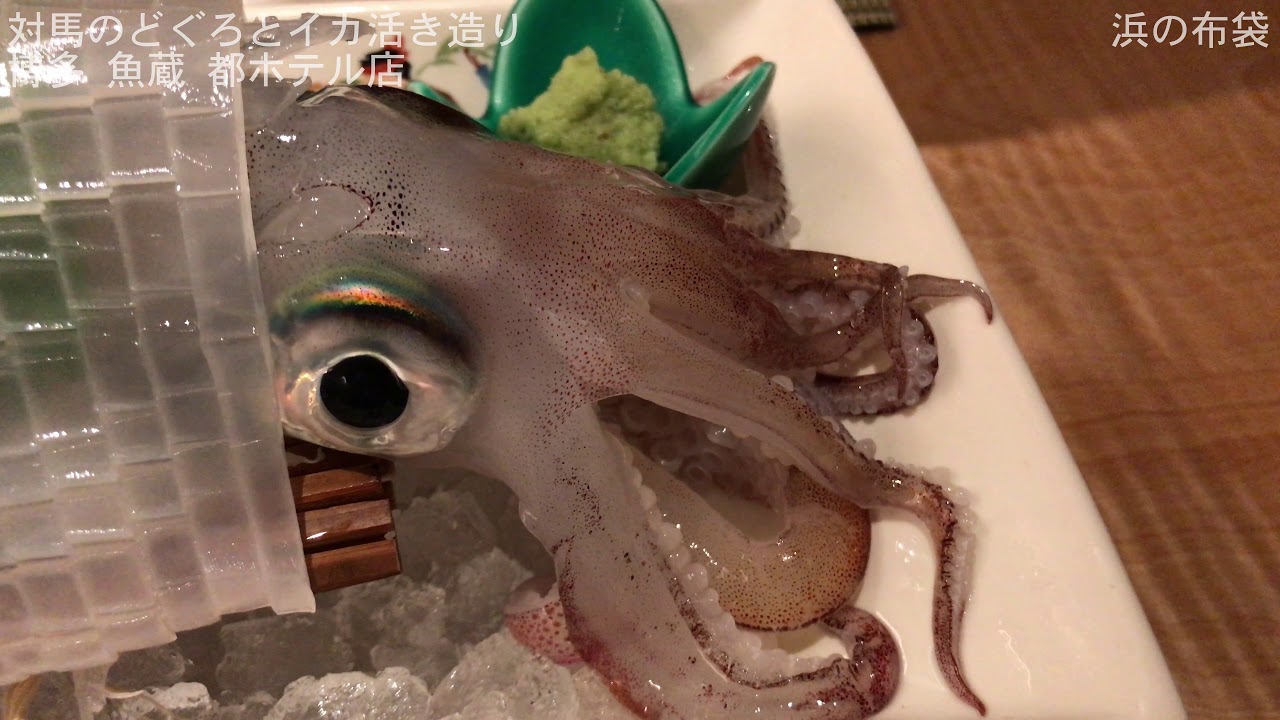対馬のどぐろとイカ活き造り 博多 魚蔵 都ホテル店 福岡県博多駅筑紫口 の 呼子のイカのウニウニ のど黒炙り 動画007 Youtube