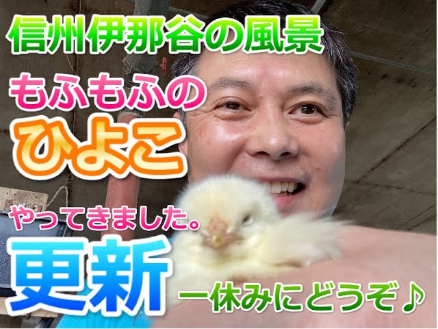 みんなが知らないひよこの話 - YouTube