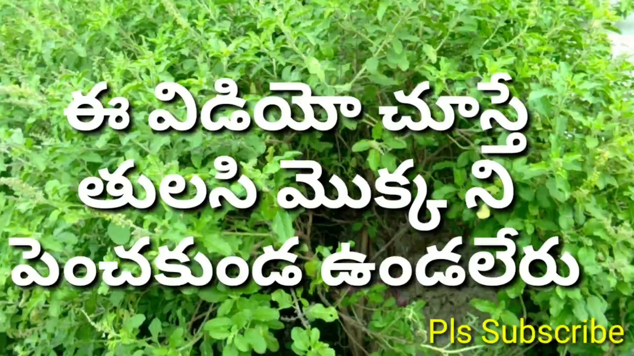 Tulasi Leaves uses Tulasi Aaku uses In Telugu Holi basil uses YouTube