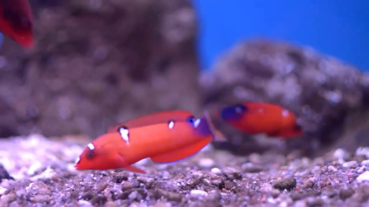 Amazing fish in water - YouTube