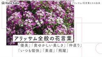 花言葉 Youtube