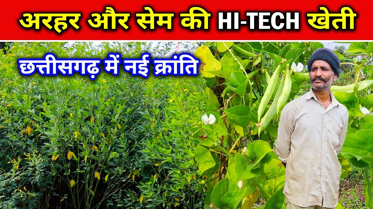 अरहर और केले की खेती छत्तीसगढ़ में।Arahar or Sem ki kheti Chhattisgarh Me। 