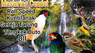 Masteran cendet roll speed tembak tengkek buto, greja Tarung, kunti, sogon dll