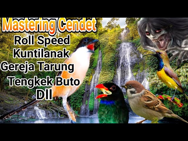 Masteran cendet roll speed tembak tengkek buto, greja Tarung, kunti, sogon dll class=