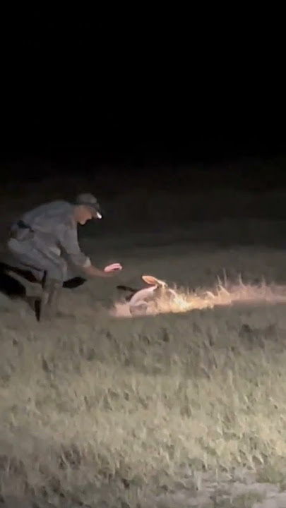 CATCH a RABBIT with bare hands!!! #short #hunting
