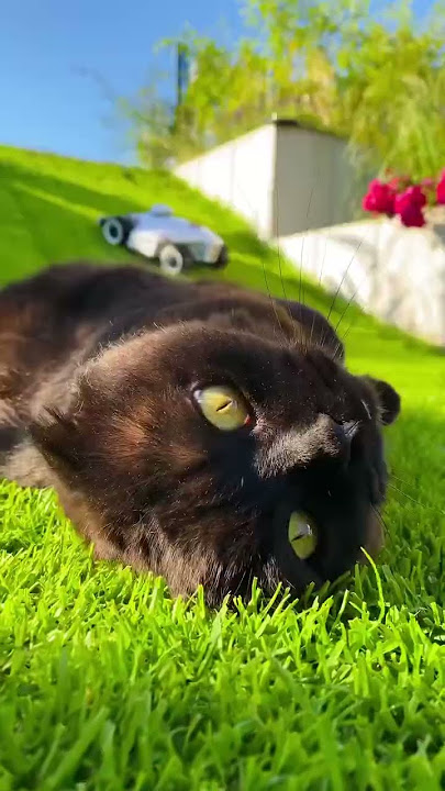 Video of the Day| LUBA 2 Meets a Sunbathing Cat in a Beautiful Moment!