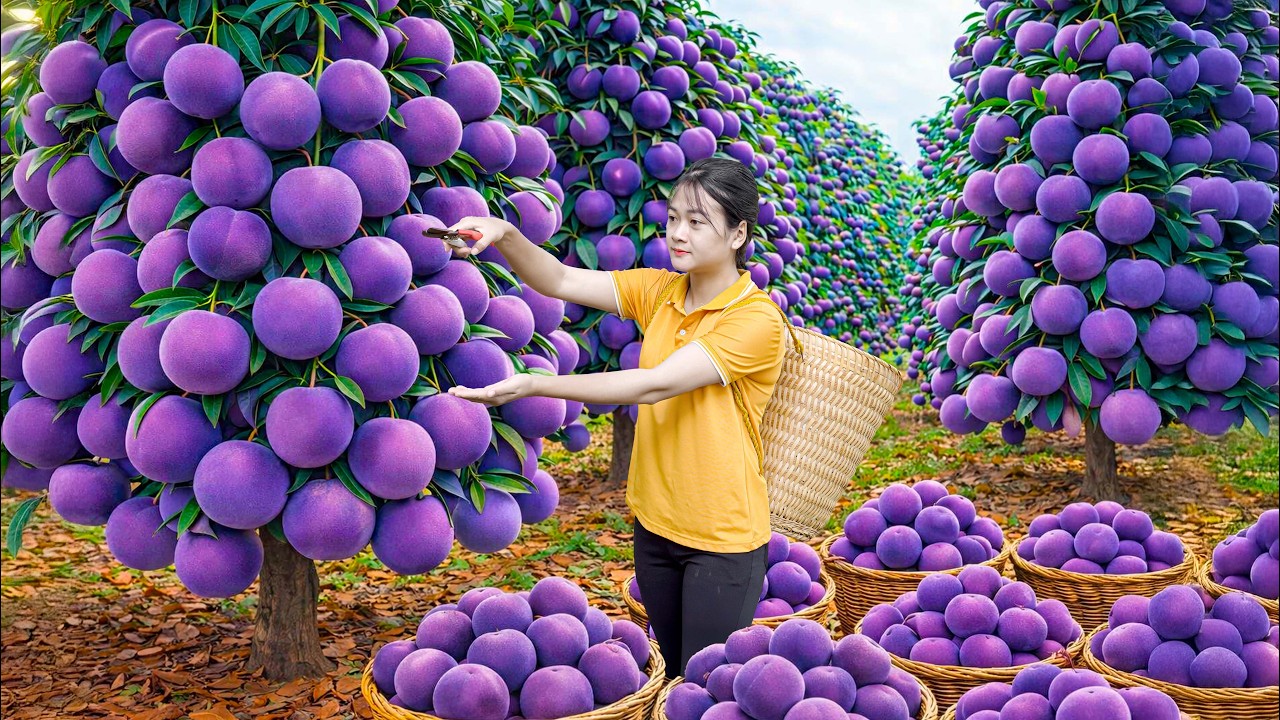 COLHEITA INSANA de PÊSSEGO GIGANTE na Floresta Tropical | Vendeu Tudo no Mercado em HORAS!