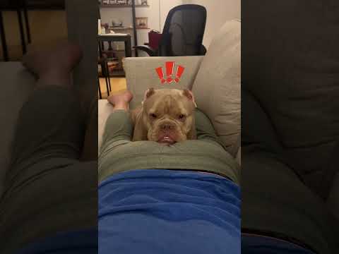 Собака, доверявшая хозяину, была шокирована 😱🐶
