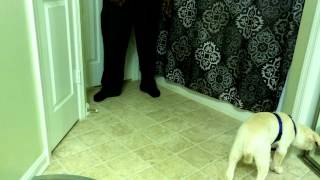 TTBDT-Capturing a sit behavior with puppy