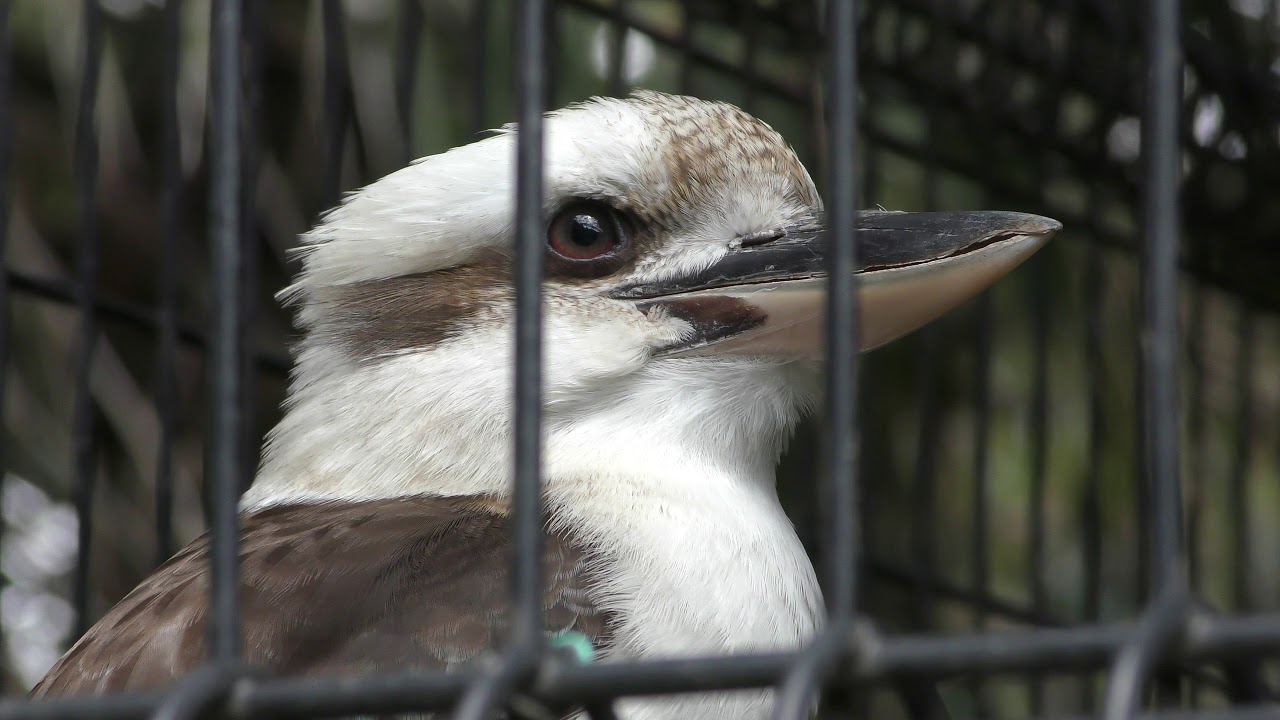 Laughing Kookaburra (Hamura Zoo, Tokyo, Japan) April 8, 2018 - YouTube