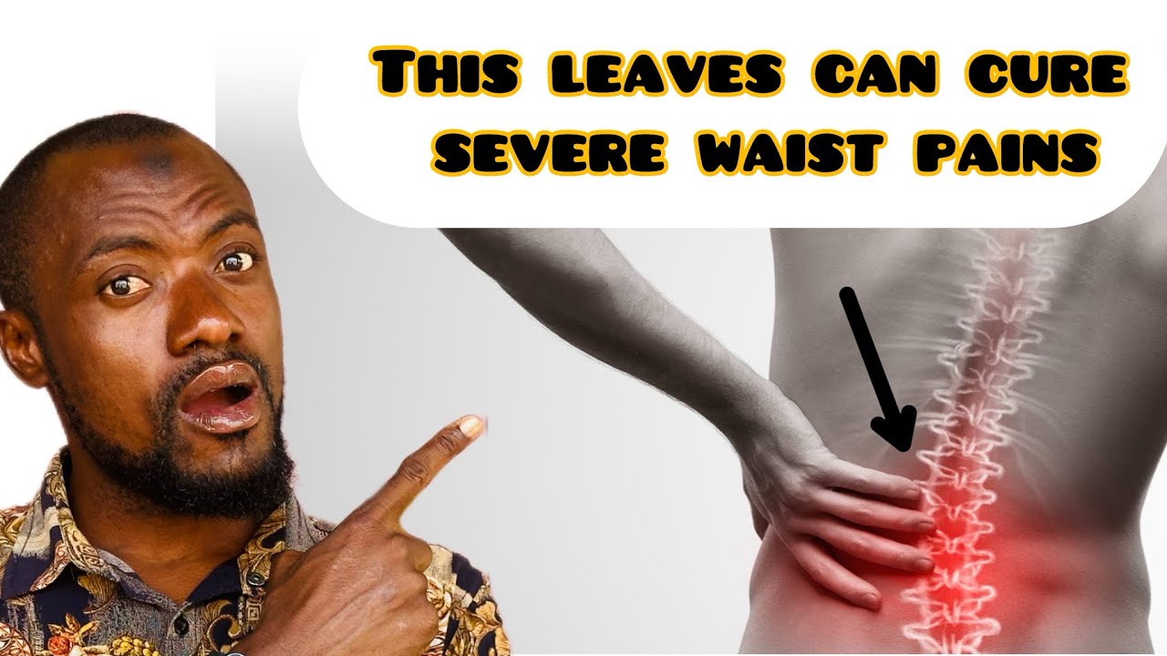 Use This Leaves For Your Severe WAIST Pains YouTube Use This Leaves For Your Severe WAIST Pains YouTube