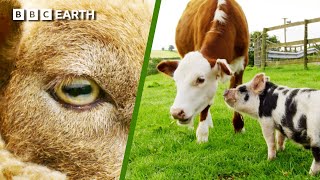Super Sheep Vision & A Pig’s Unbelievable Friendship! | BBC Earth Kids