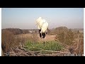 Die Storchensaison hat begonnen! Storchennest Altlandsberg  09.03.2025 (Storchenkamera)